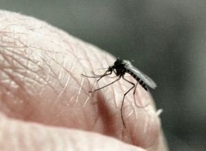 ВОЗ: заболеваемость малярией в 2022 году возросла на 16 миллионов случаев